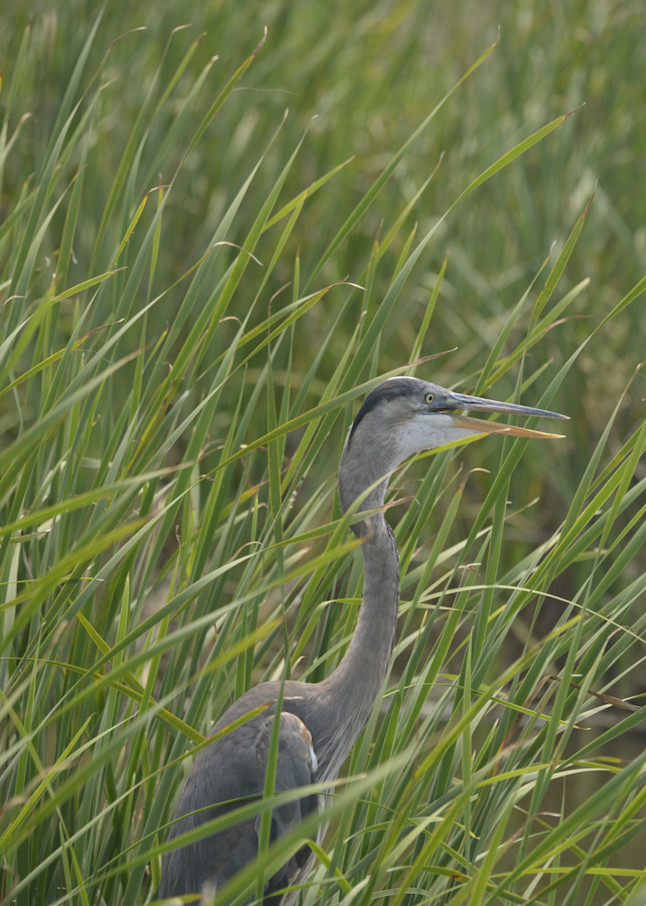 Coastal marshes on South Padre Island, Texas - habitat for birds