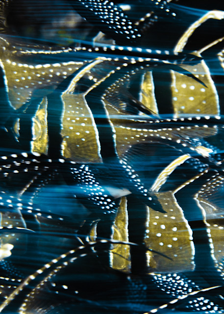 Banggai Cardinalfish Photography Art | Be Water Imaging