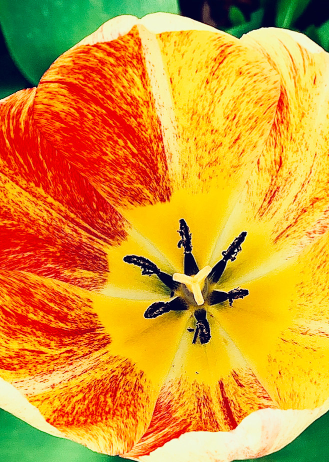 Flower 12 Red/Yellow Photography Art | arevolt64