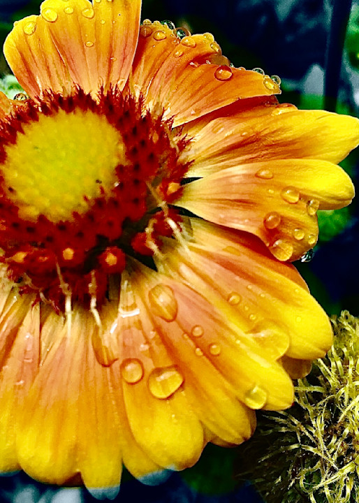 Flower Series 11 Yellow/Orange Photography Art | arevolt64