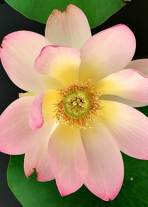 Flower 9 Pink Photography Art | arevolt64