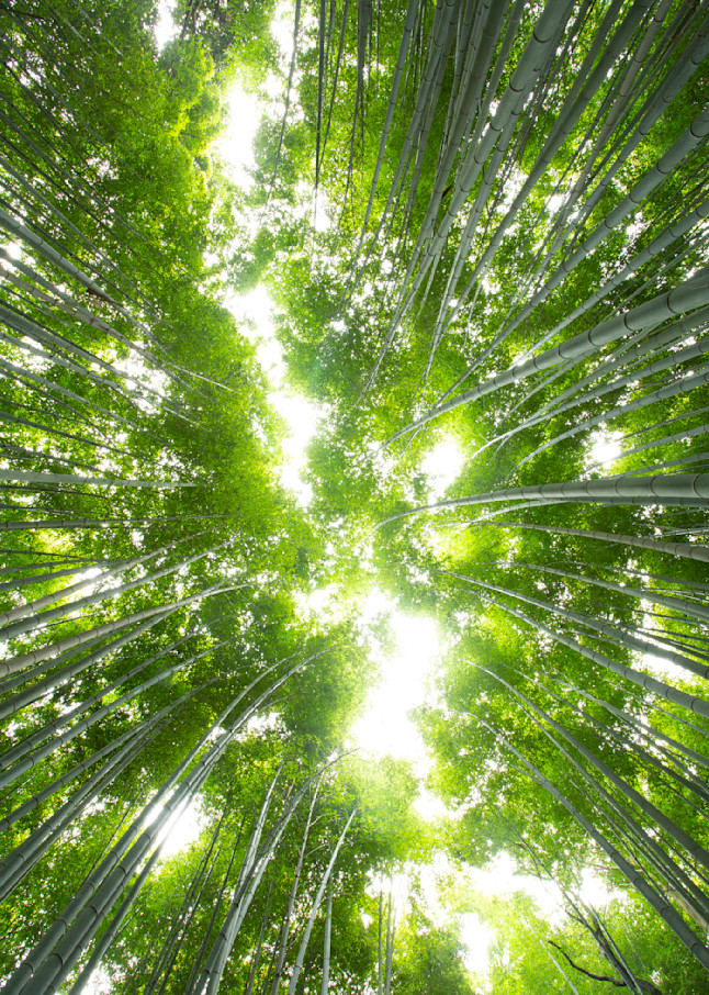 Bamboo Grove In Kyoto Photography Art | Russel Wong Photo Art