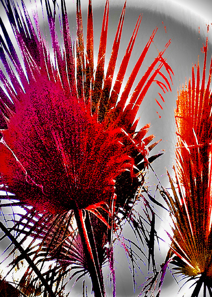 Southern California Palms. Vibrant red photograph by Paula diLeo