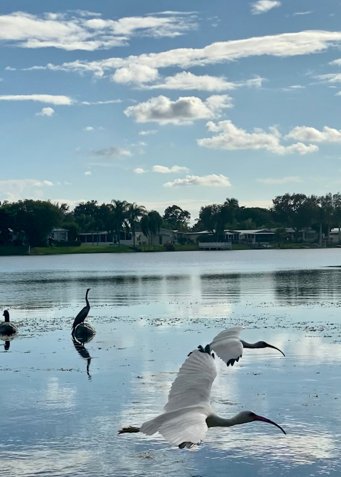 Two Egrets Racing By The Lake  Art | ShamanIsis.com