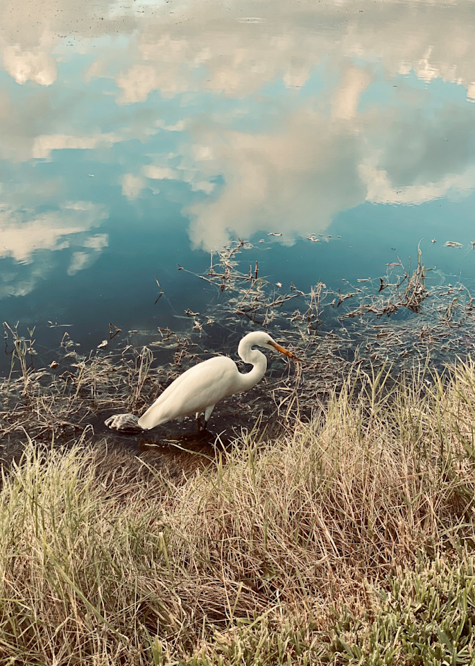 Great White Egret Lakeside  Art | ShamanIsis.com