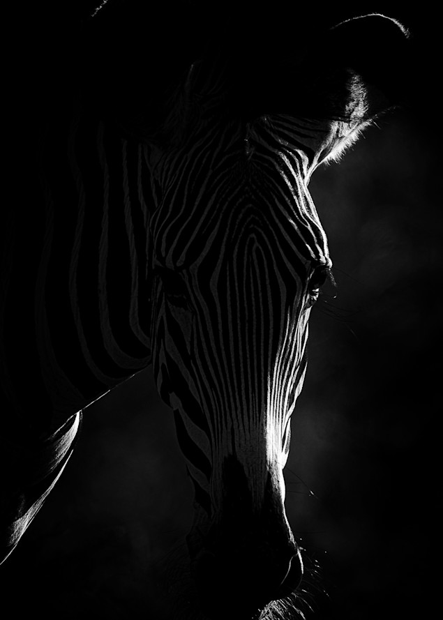 Black and White Close Up Zebra Print