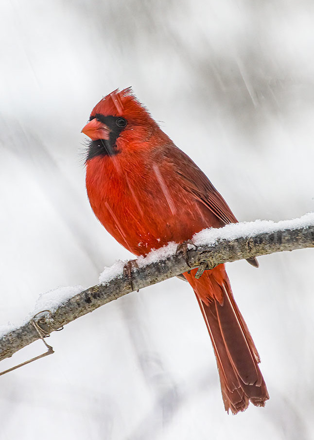 Northern Cardinal Male in Snowstorm.