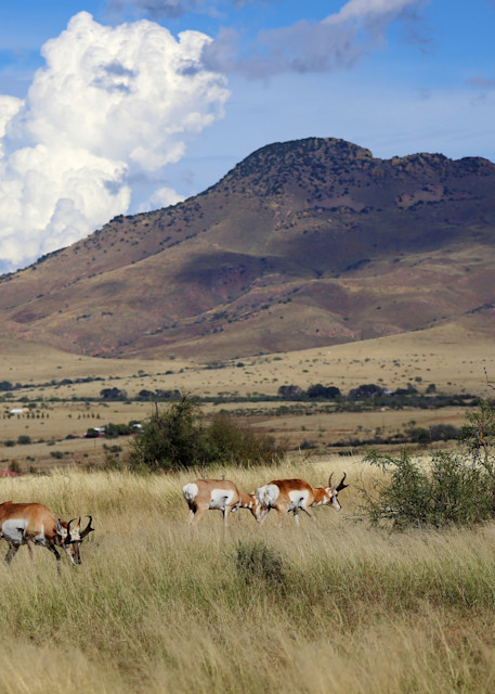 Lion's Gate Photography - Pronghorn Antelope