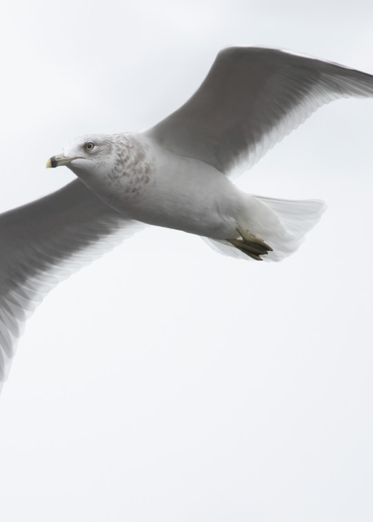 Ring Billed Gull 7 Photography Art | Mark Nissenbaum Photography