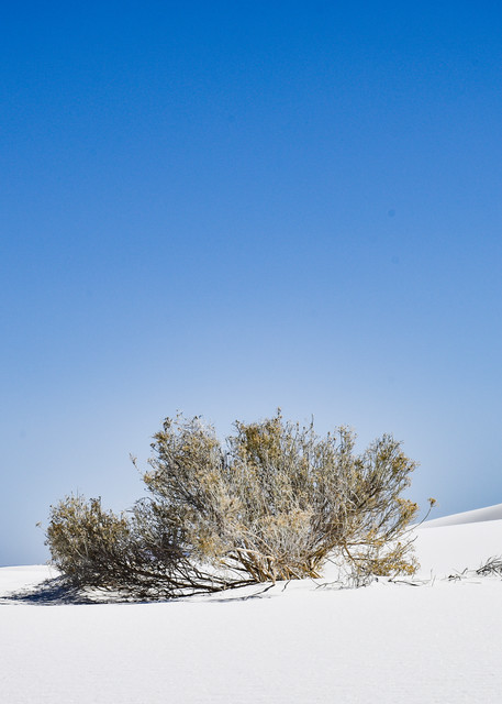 Desert Bush Photography Art | Claudia F Coker Photography LLC