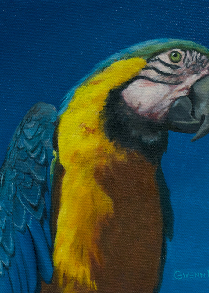 Parrot Of Peru Art | Gwenn Knapp Artist