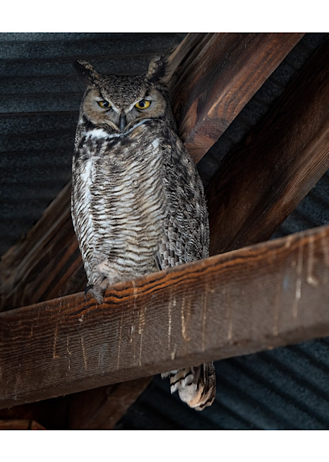 Great Horned Owl In The Rafters   Signed 2022 Photography Art | Carol Brooks Parker Fine Art Photography
