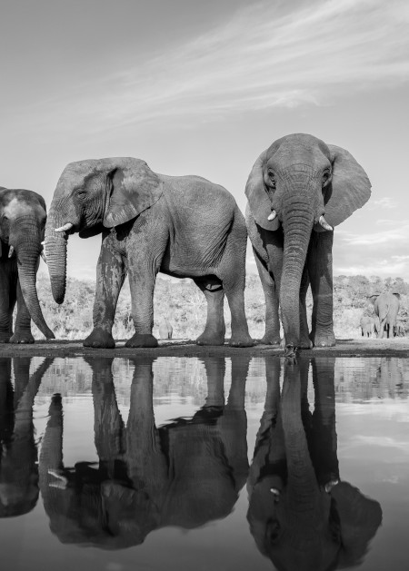 Elephant 5 M Photography Art | Mark Nissenbaum Photography