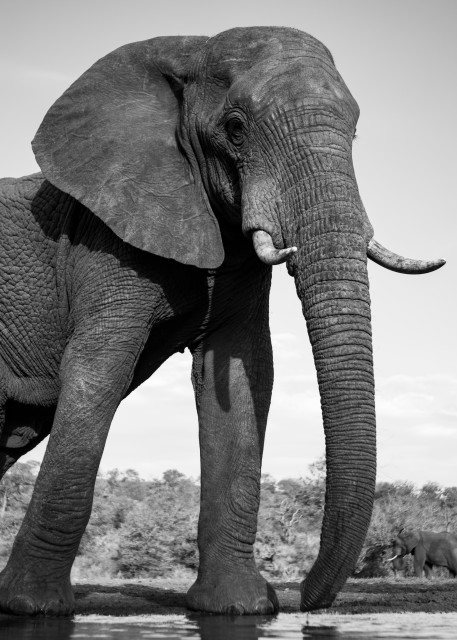 Elephant 3 M Photography Art | Mark Nissenbaum Photography