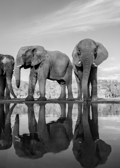 Elephant 1 M Photography Art | Mark Nissenbaum Photography