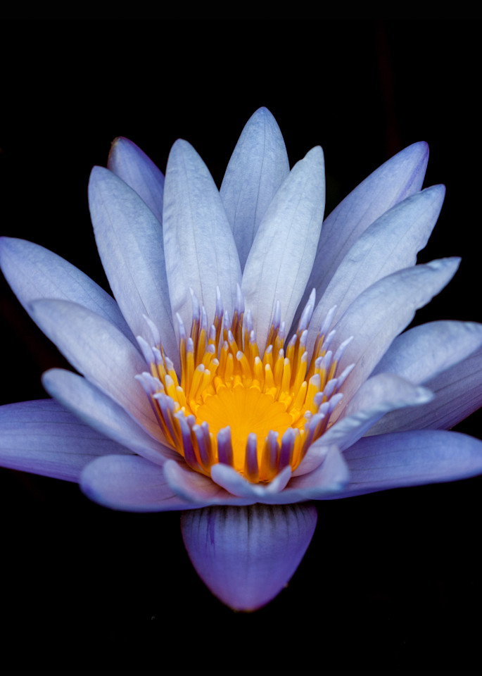 Blue Lily Plant Photography Art | Mark Gottlieb Images
