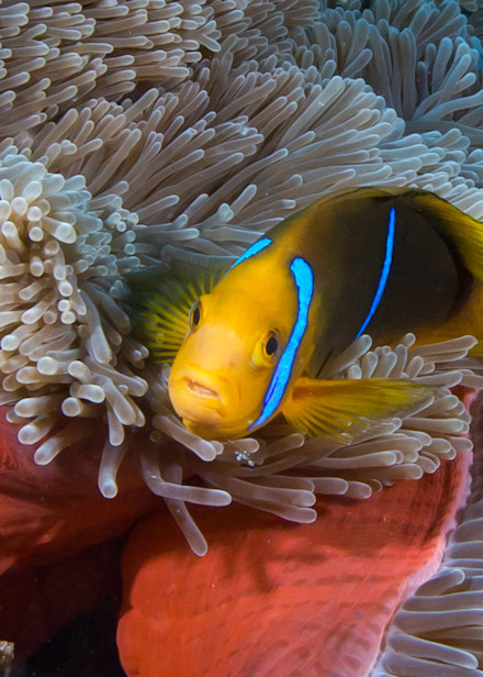 Clown Anemonee Fish Photography Art | Mark Gottlieb Images