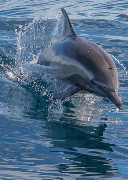 Dolphin Photography Art | Mark Gottlieb Images