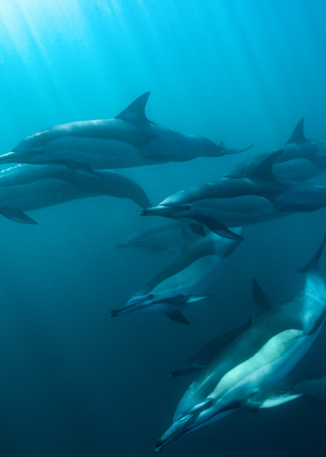 Dolphins Photography Art | Mark Gottlieb Images