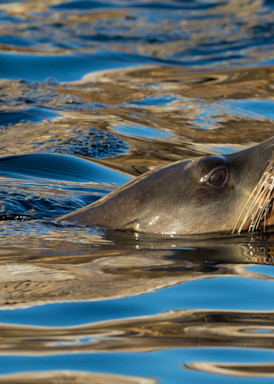 Sea Lion   Baja Mexico Photography Art | Mark Gottlieb Images