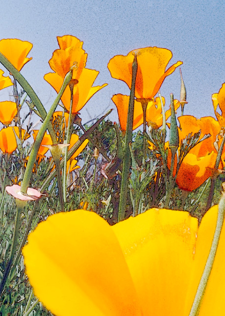 Digitally altered close-up of California poppies blooming in springtime