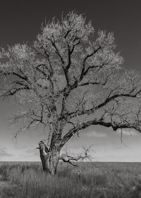 Tree Photography Art | RPG Photography