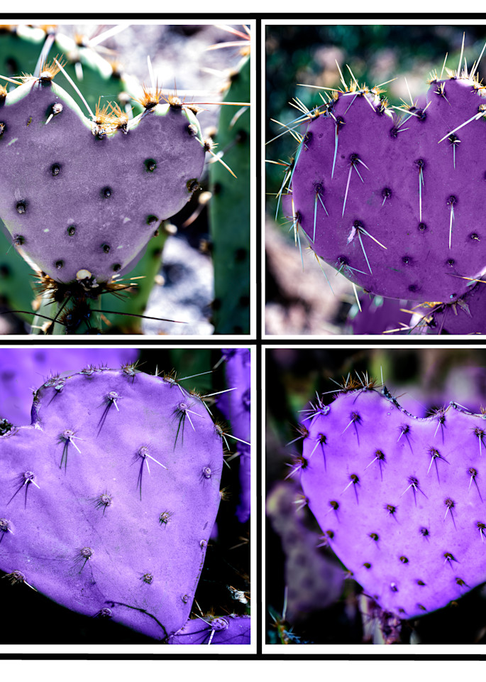 Prickly Hearts Photography Art | SilverTube Productions