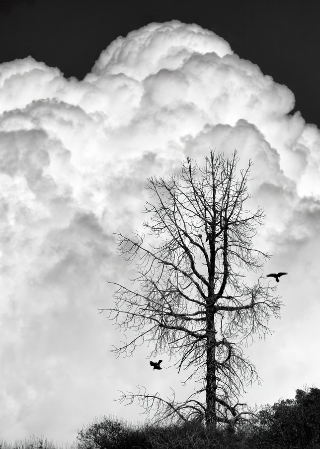 John E. Kelly Fine Art Photography – Dead Tree with Ravens - Land and Sky