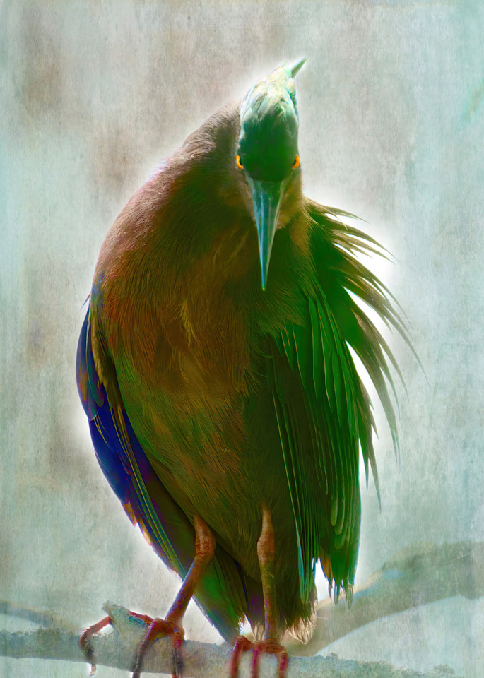 Green Heron 6 Photography Art | NaturePrintStudio
