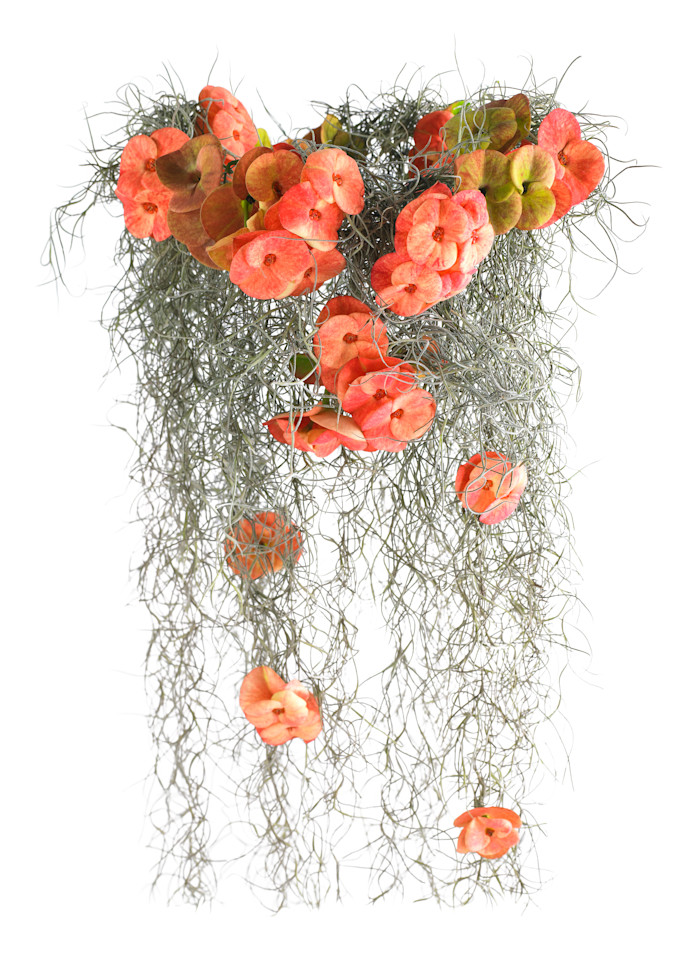 John E. Kelly Fine Art Photography – Crown of Thorns with Moss - Floral Portraits