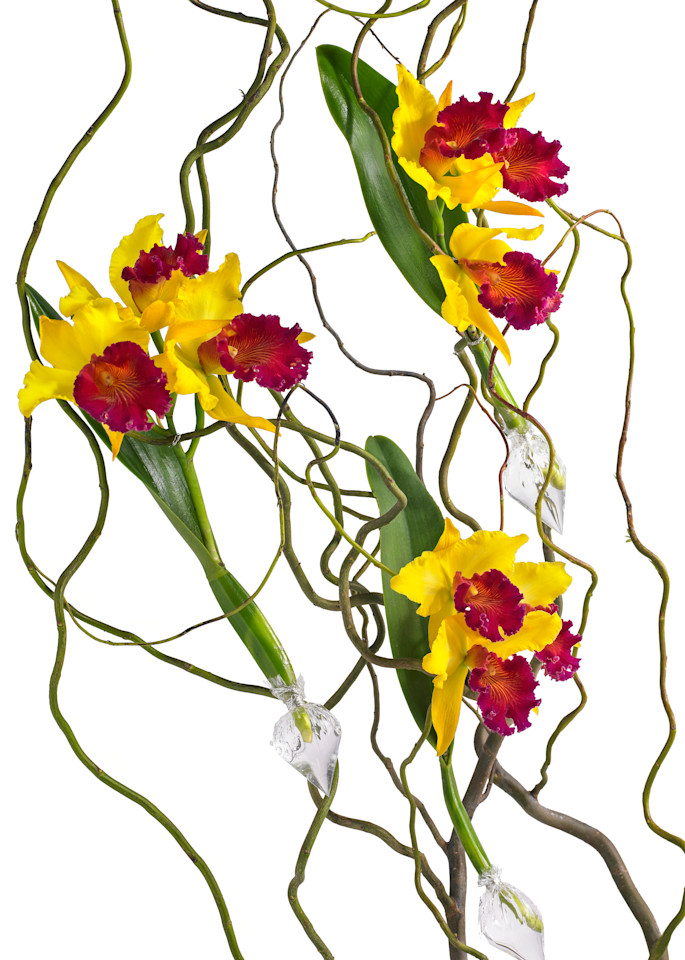 John E. Kelly Fine Art Photography – Orchids on Twigs - Floral Portraits