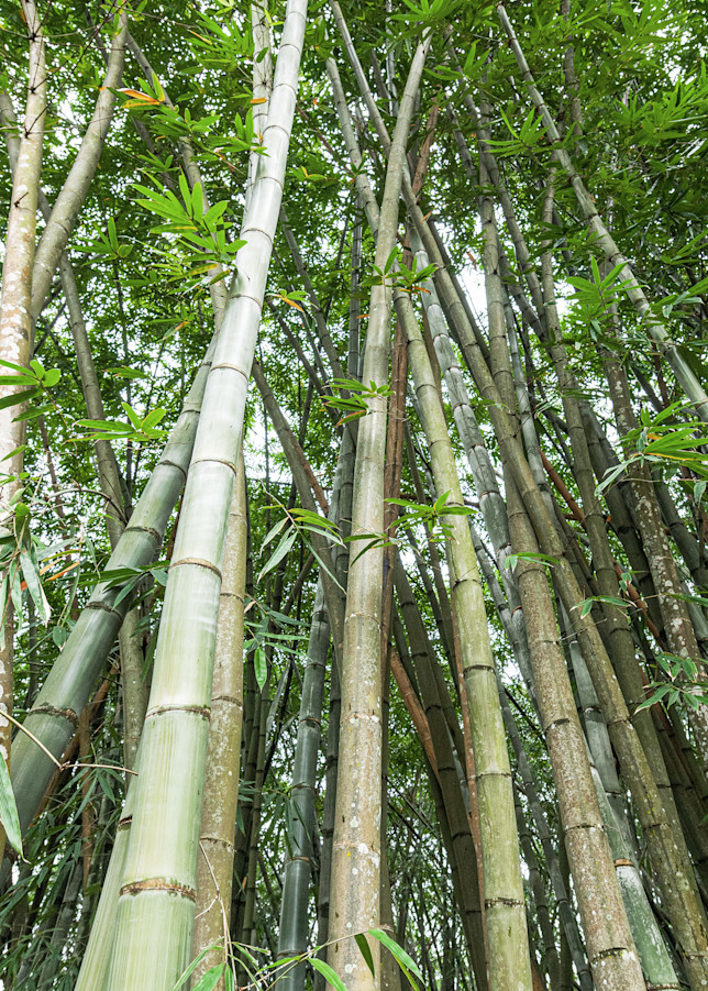 BambooTall