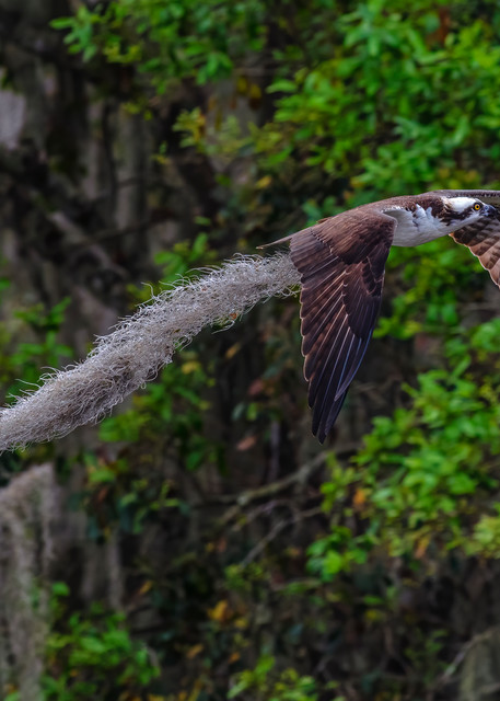 Housekeeping Osprey - Florida wildlife photography prints