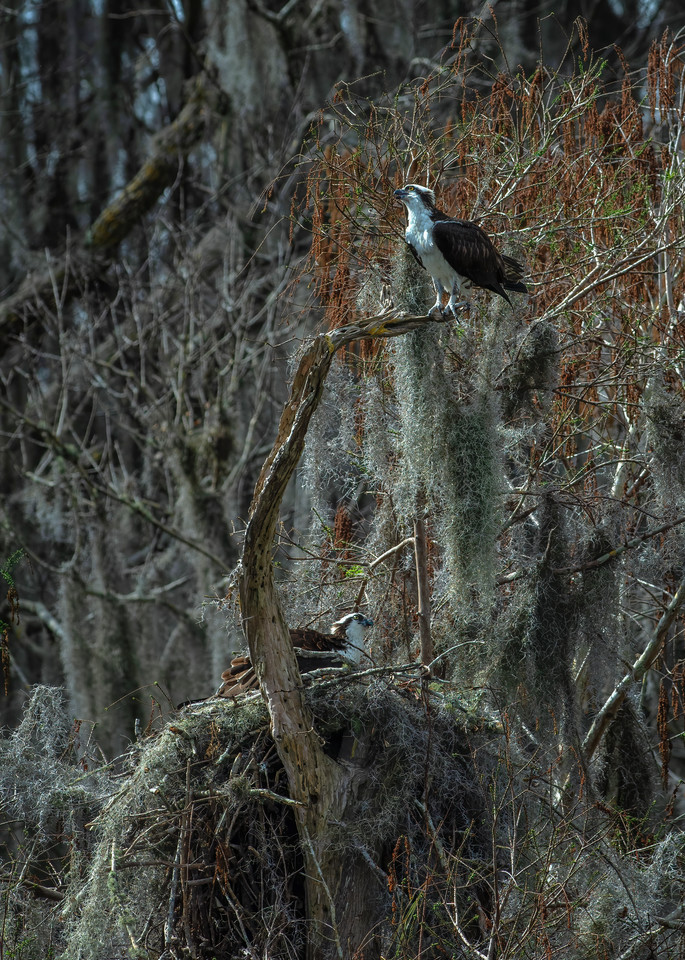 Nesting Osprey - Florida wildlife photography prints