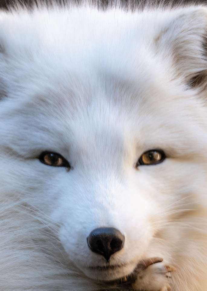White Arctic Fox Portrait