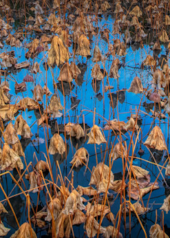 Kyoto   Arashiyama Pond Photography Art | Matthew J Photos