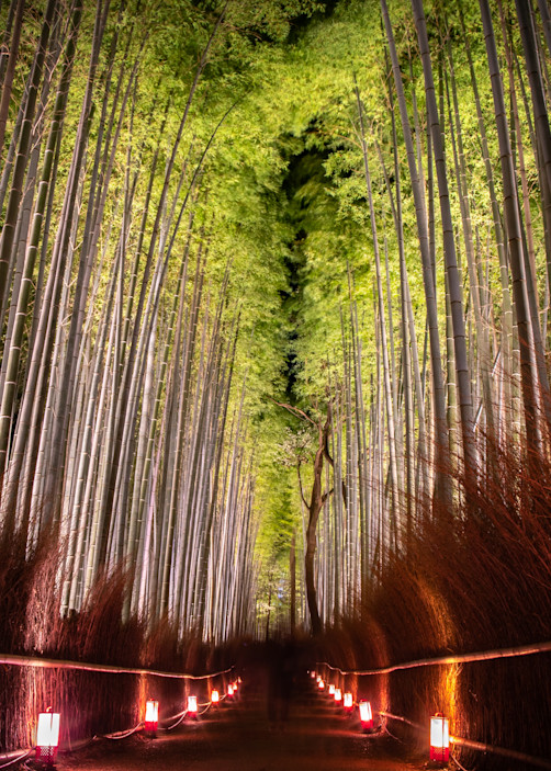 Kyoto   Arashiyama Bamboo Grove (Night) Photography Art | Matthew J Photos