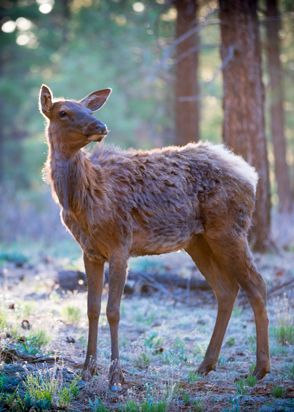 Grand Canyon Mule Deer Photography Art | Matthew J Photos