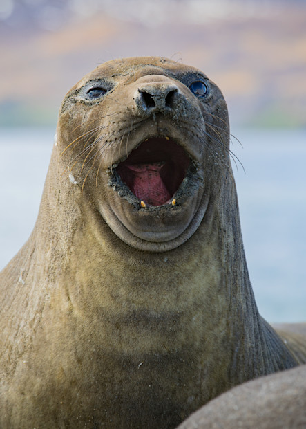 St. Andrews Bay   Elephant Seal Photography Art | Matthew J Photos