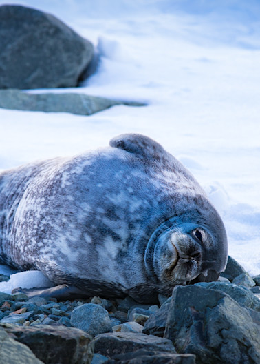 Drygalski Fjord   Larsen Harbour   Weddell Seal Photography Art | Matthew J Photos
