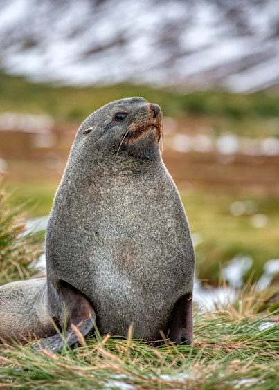 King Haakon Bay   Fur Seals Photography Art | Matthew J Photos