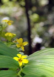 Fine Art Photography Yellow Flowers