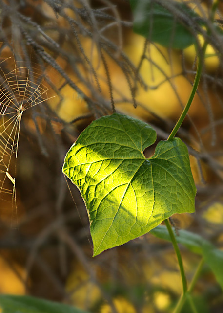 Spiderweb and a Leaf Photograph