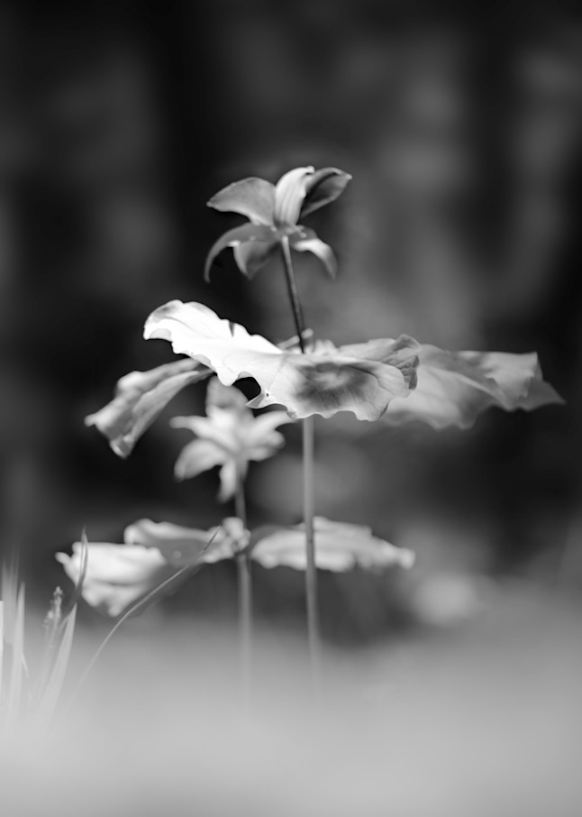 Tiny Flower Black and White Photo