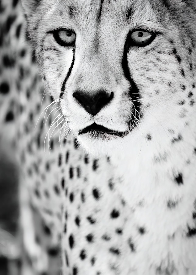 Cheetah Vi Photography Art | Beth Wold Fine Art Gallery