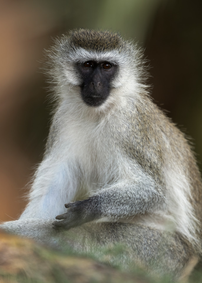 A Vervet Monkey