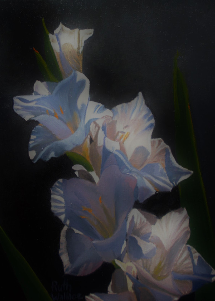 White Gladiolus Art | RUTH WALLACE FINE ART