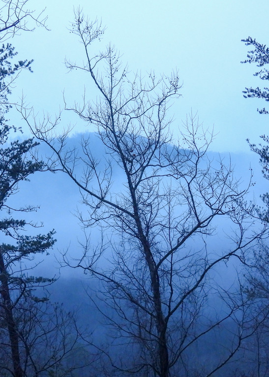 Foggy Winter Silhouette
