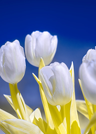 Blue Tulips
