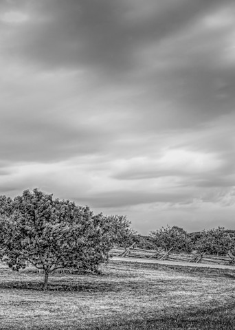Peach Orchard Black and White